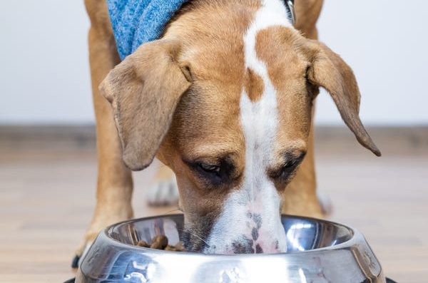 How to change your dog's food