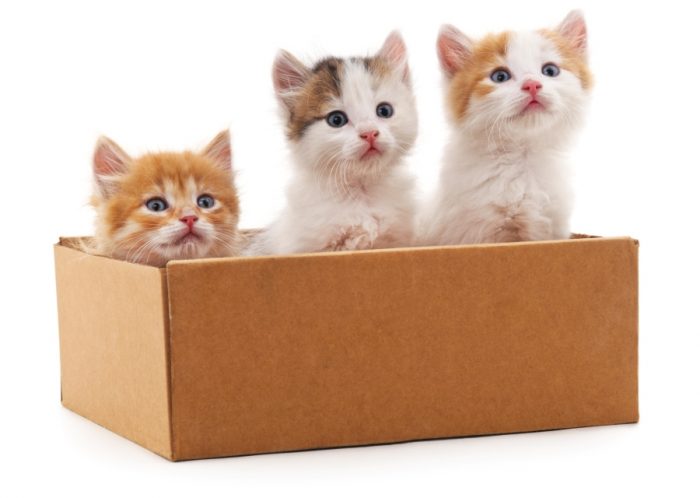 Adopting free kittens