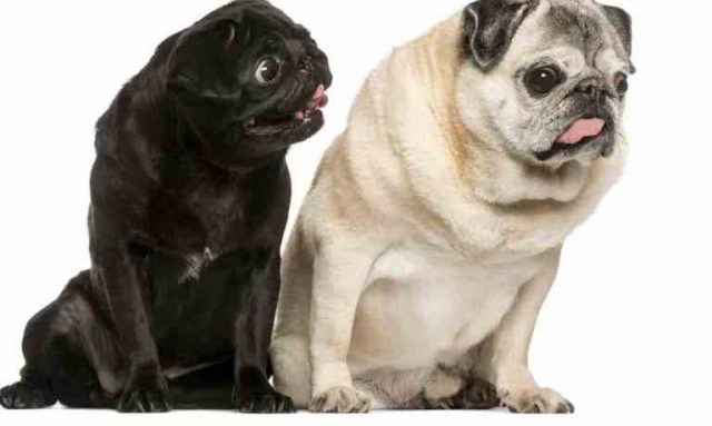 Down Syndrome in dogs