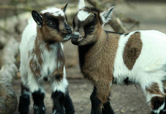 Miniature Goats