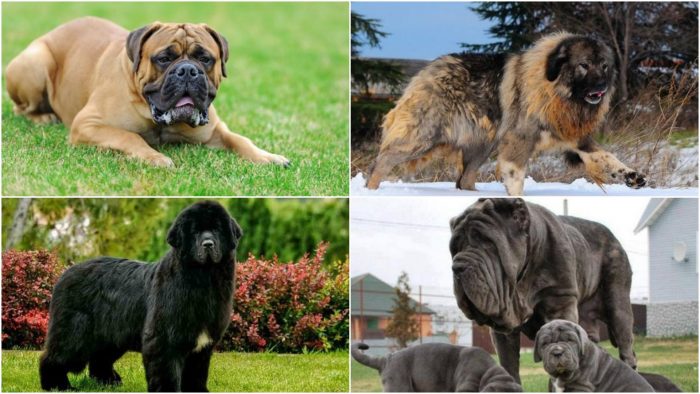 Large dog breeds