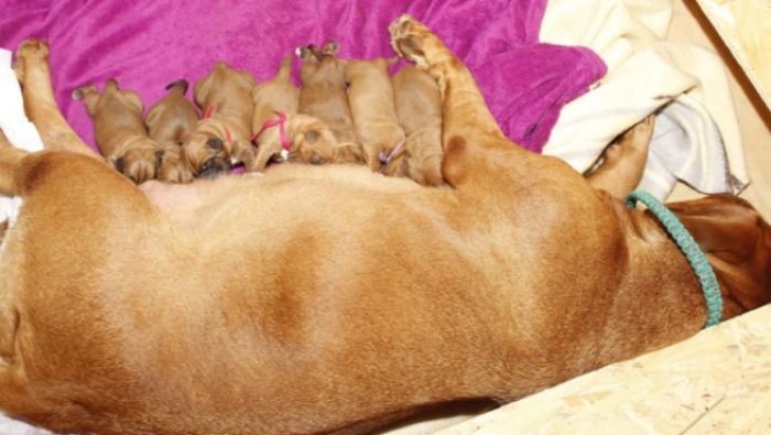 Dog refuses to give birth