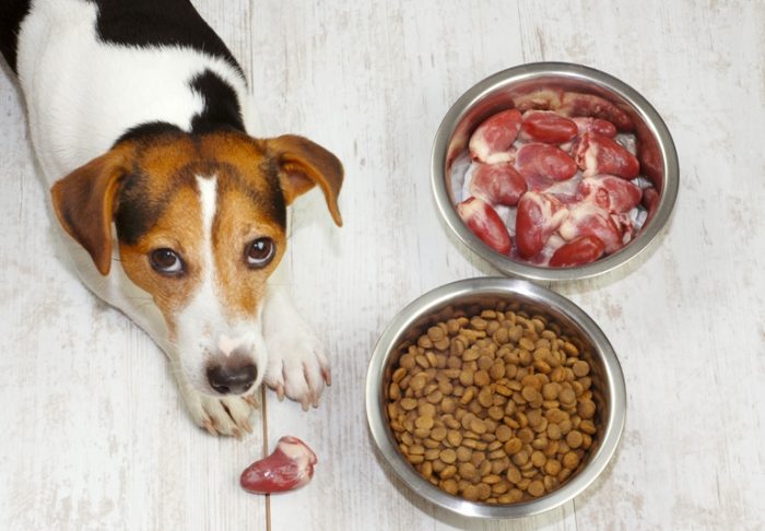 High-calorie dog food