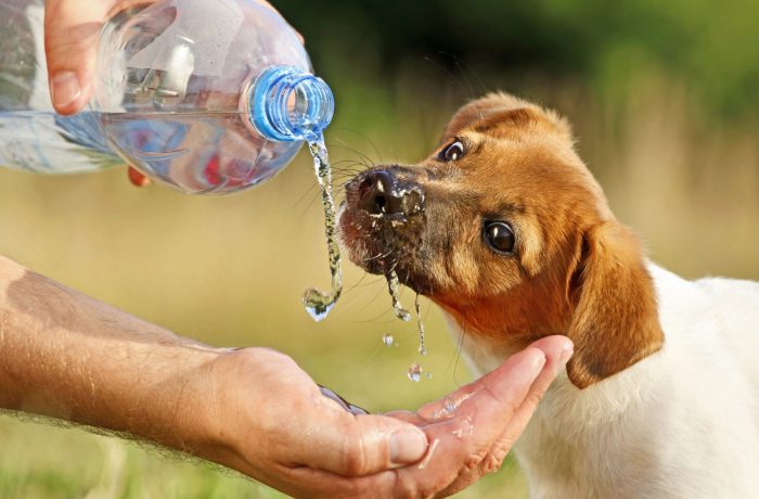 Dog go without water and food