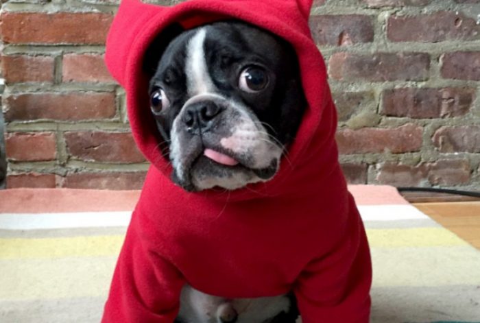 Dog hoodies