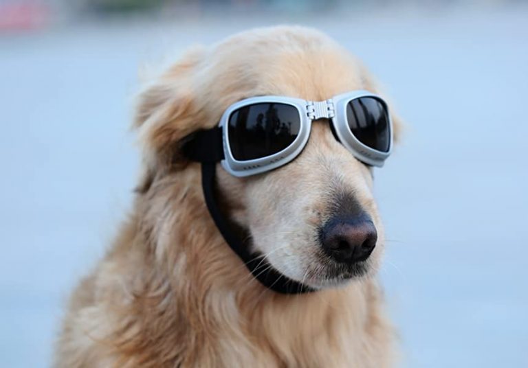 Dog Sunglasses