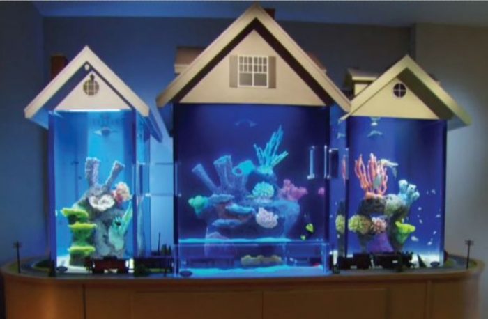 How To Maintain Fish Tanks