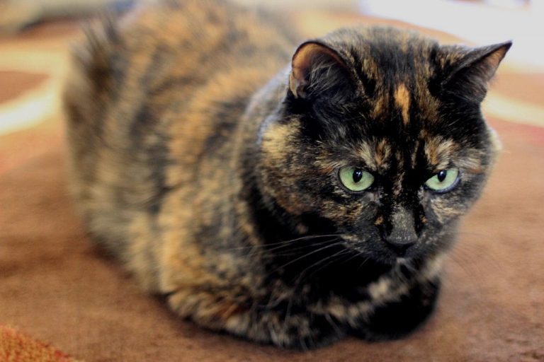 Tortoiseshell Cat