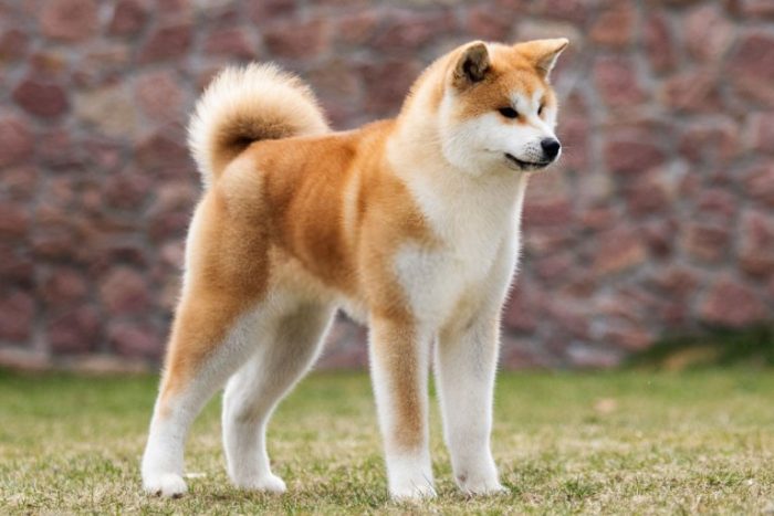 The most beautiful dog breeds