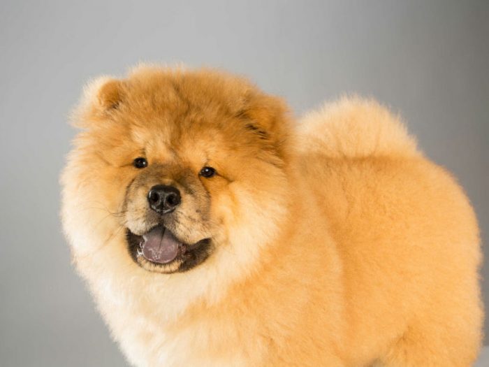 The most beautiful dog breeds