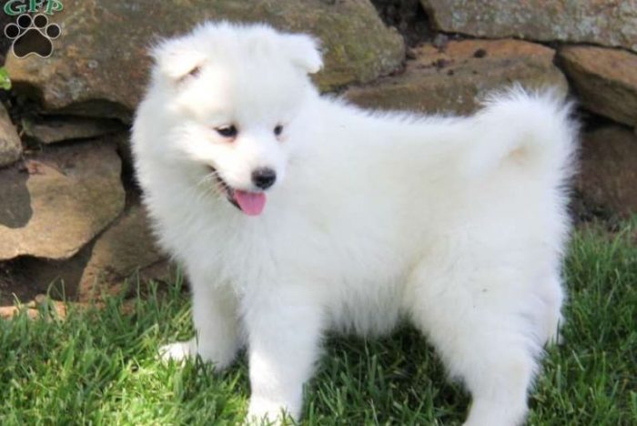 The most beautiful dog breeds, dogs that look like foxes