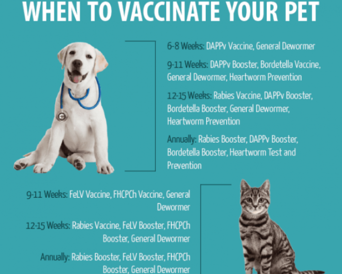 Pet vaccination schedule