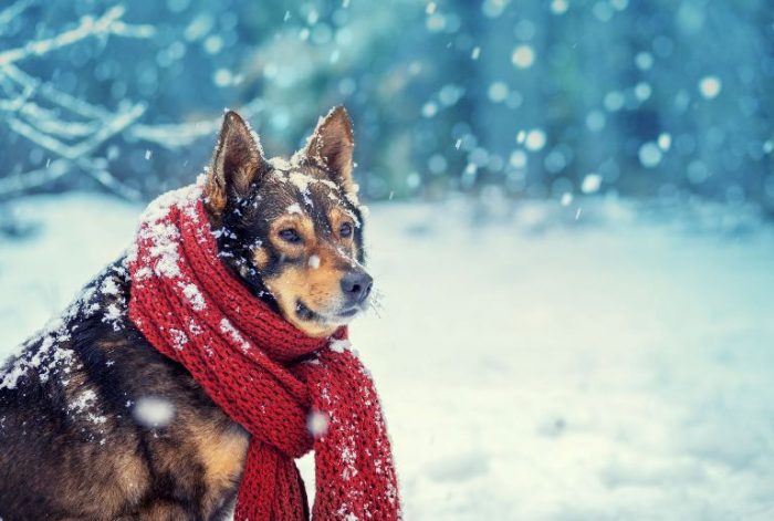 Winter with your dog