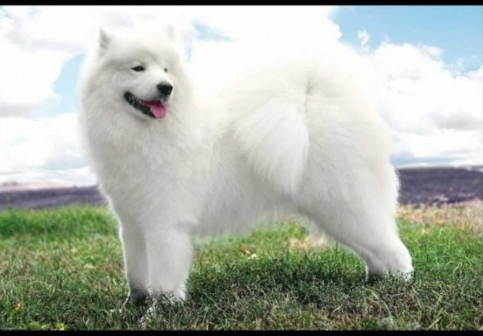 The most beautiful dog breed