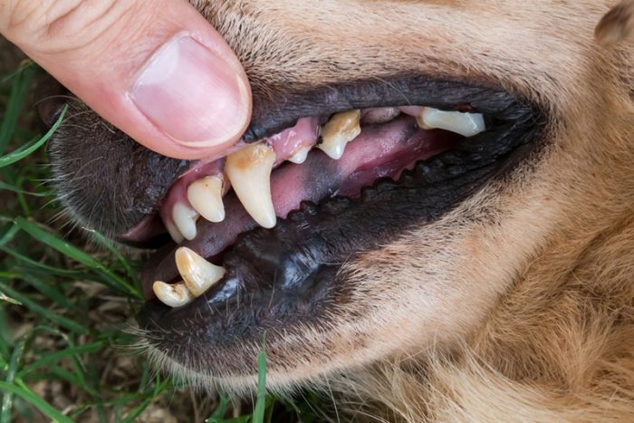 Pet Dental health