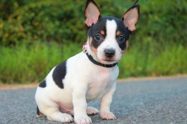 Rat Terrier