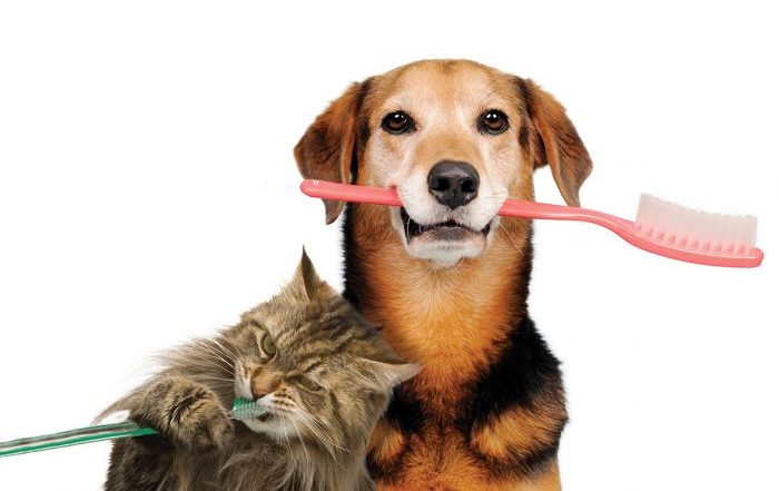 Pet Dental Health