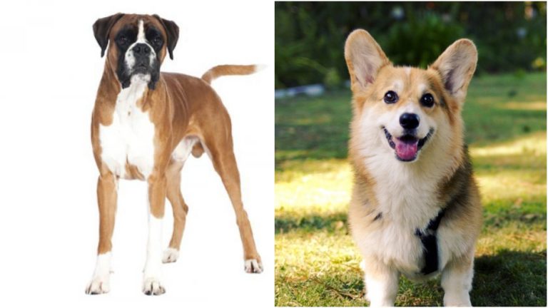 Boxer Corgi Mix