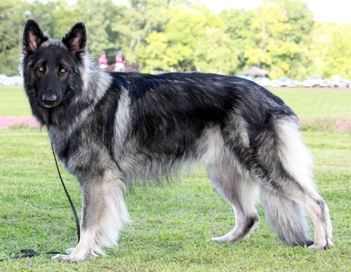 German Shepherd Dog look alike 