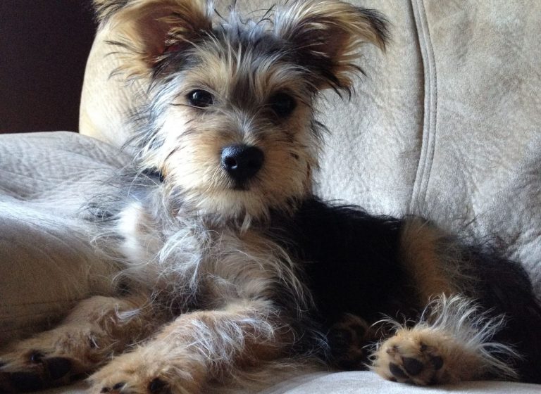 schnauzer yorkie mix