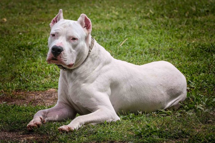 Dogs That look Like Pit Bulls