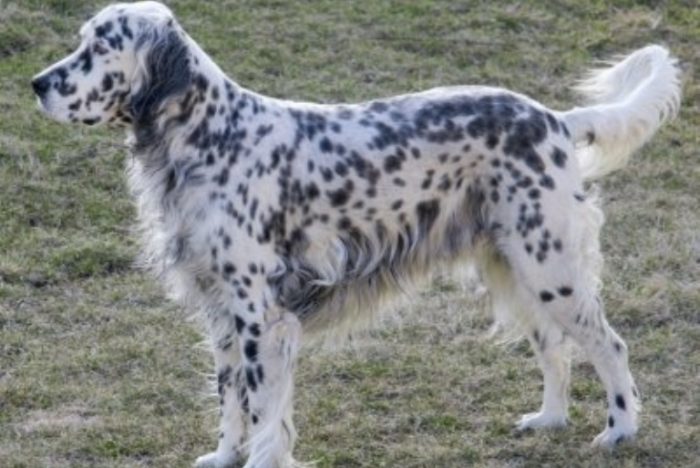 Spotted dog breed