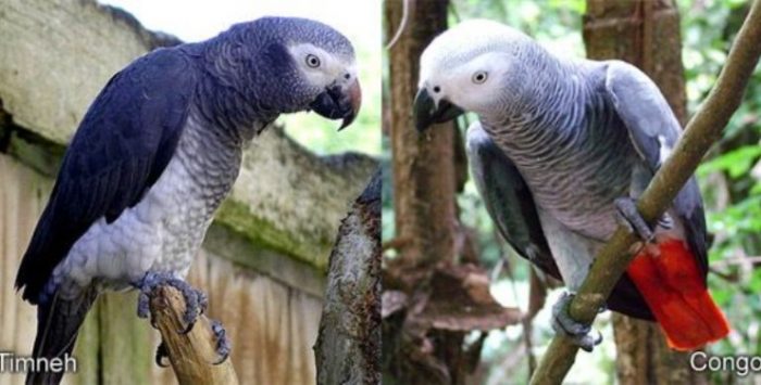 Timneh African Grey Parrot
