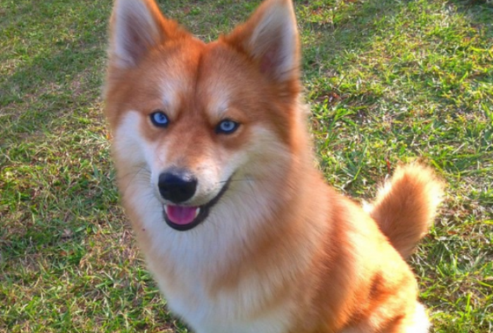 Dogs that look like foxes