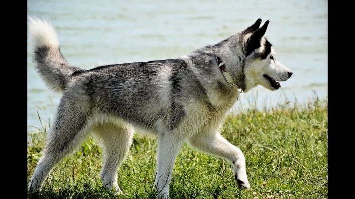 German Shepherd Dog look alike