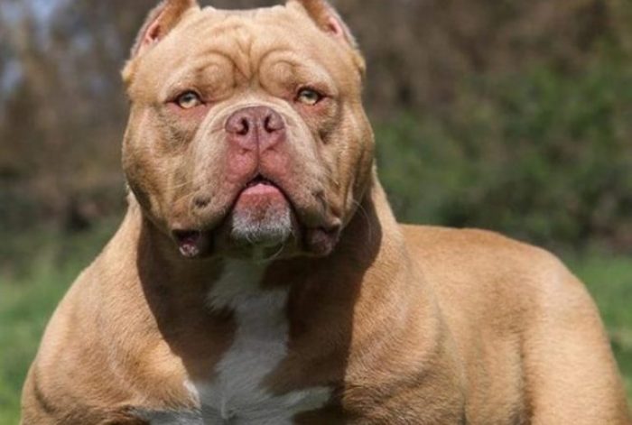 Dogs that look like pit bulls