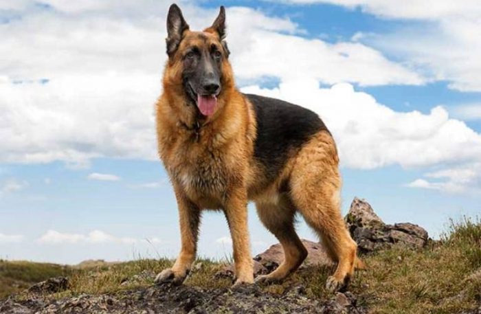 German Shepherd Dog Breed