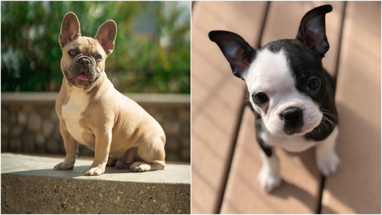 French Bulldog Vs Boston Terrier