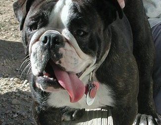 Boston Bulldog