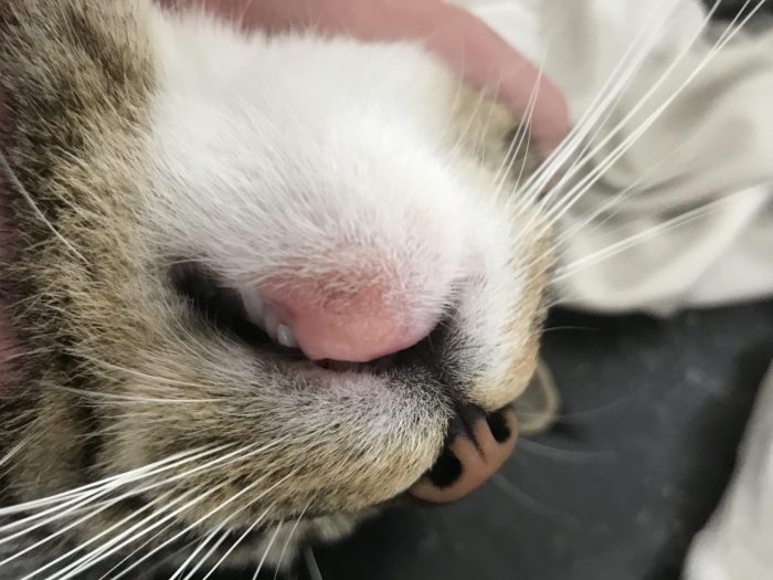 Cat Swollen Lip