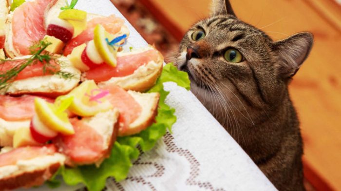 human foods cats shouldn't eat