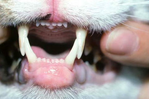 Cat Swollen Lip