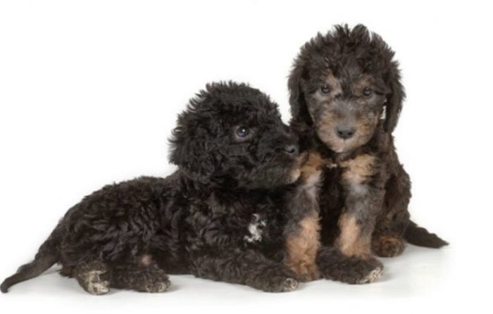 Small curly haired dogs breed