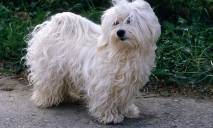 Small curly haired dogs breed