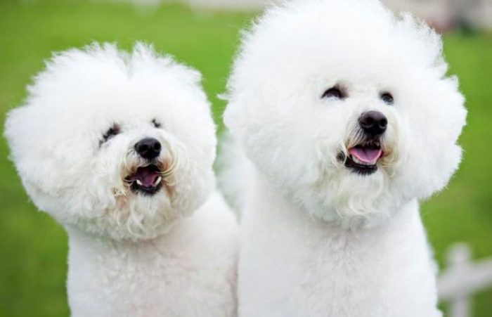 Small Curly Haired Dogs