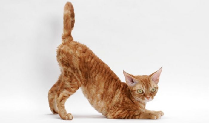 Cat Breeds With Curly Hair