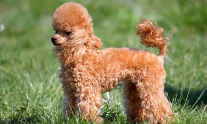 Small curly haired dogs