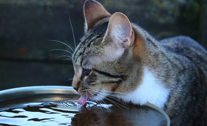 Cat So Thirsty