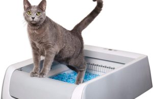 Automatic Litter Boxes: Pros and Cons
