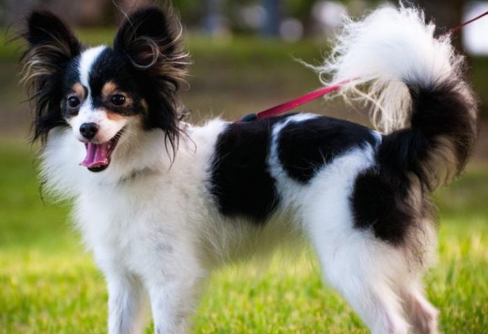 Tricolor dog breed