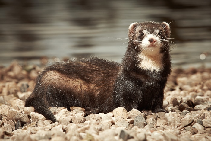 Do Ferrets Smell And Why?