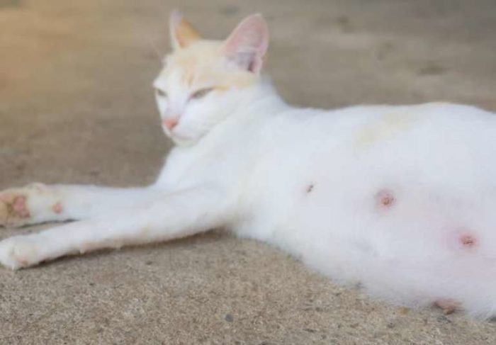 how many nipples do cats have