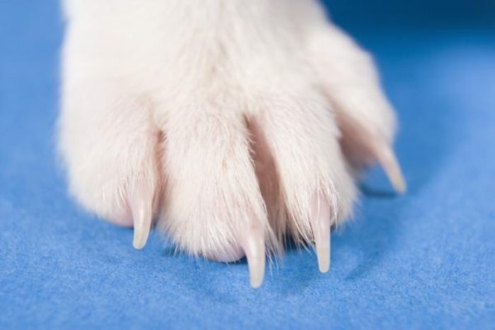 Dog Toes Number