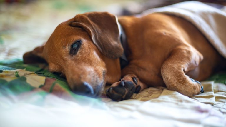 Health issues in senior dogs