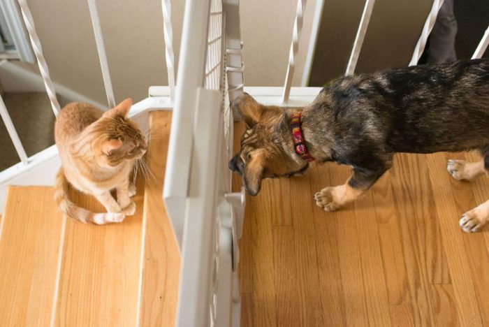 how to introduce your dog to a cat