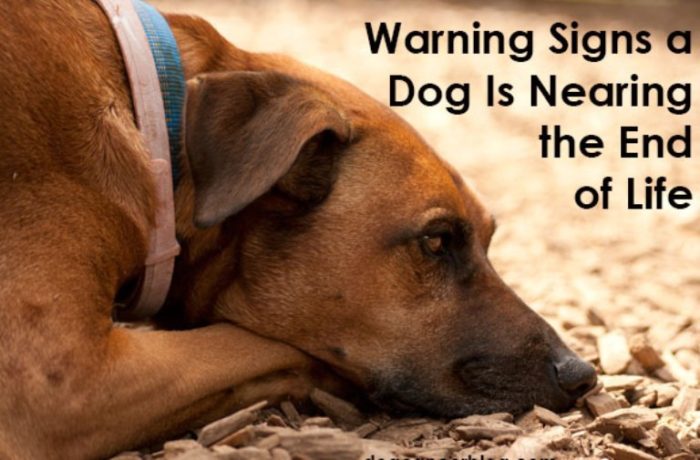 warning signs your dog is dying